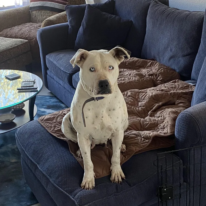 An adult large-sized female Pit Bull Terrier dog named Jasmine for adoption in Chinle, AZ