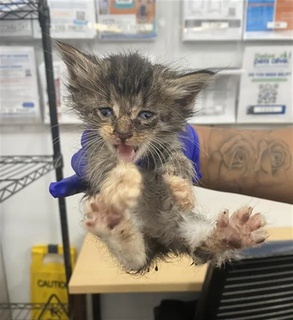A baby medium-sized male Domestic Short Hair cat named Spice for adoption in Dallas, TX