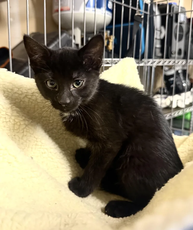 A baby medium-sized female Black & White / Tuxedo Domestic Short Hair cat named Flip Flop for adoption in Fort Collins, CO