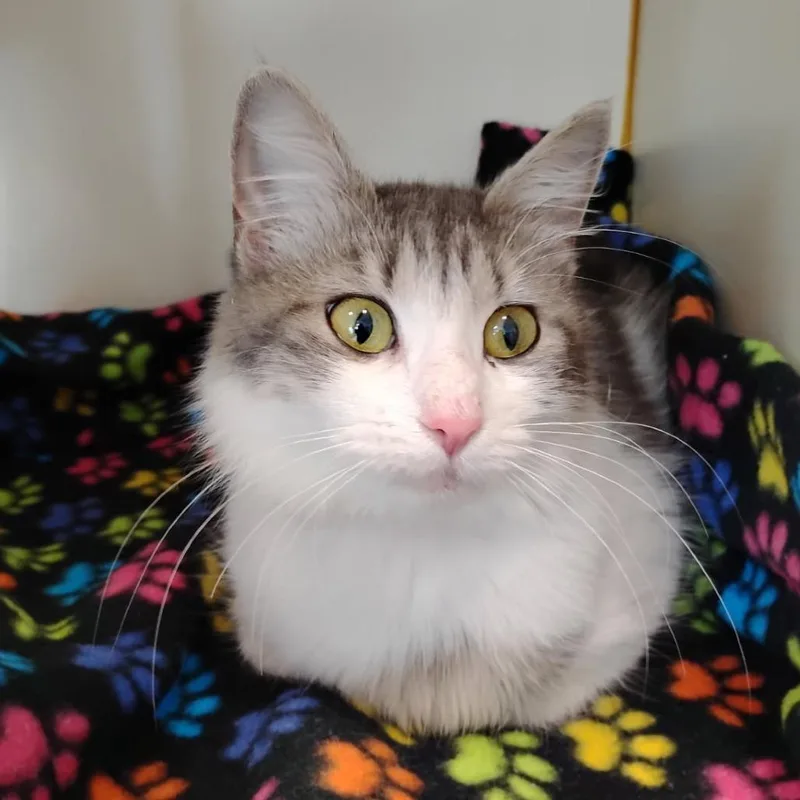 An adult medium-sized female Gray / Blue / Silver Domestic Medium Hair cat named Willow for adoption in Fairport, NY
