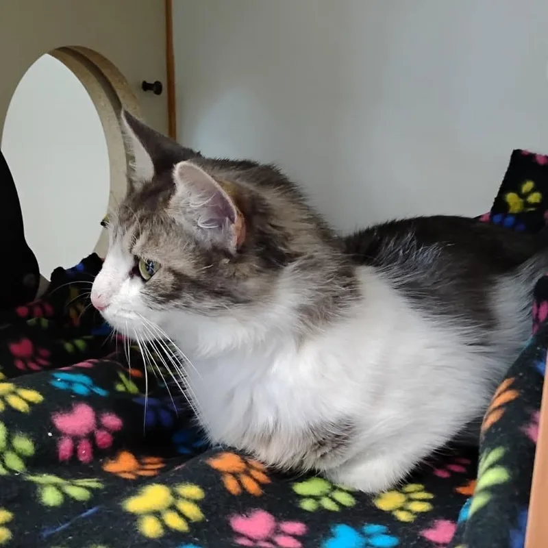 Willow thumbnail 2