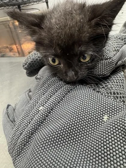 A baby small-sized male Domestic Long Hair cat named Tac for adoption in Sevierville, TN