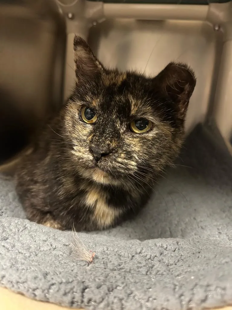 A young medium-sized female Domestic Short Hair cat named Molly for adoption in Johnson City, TN