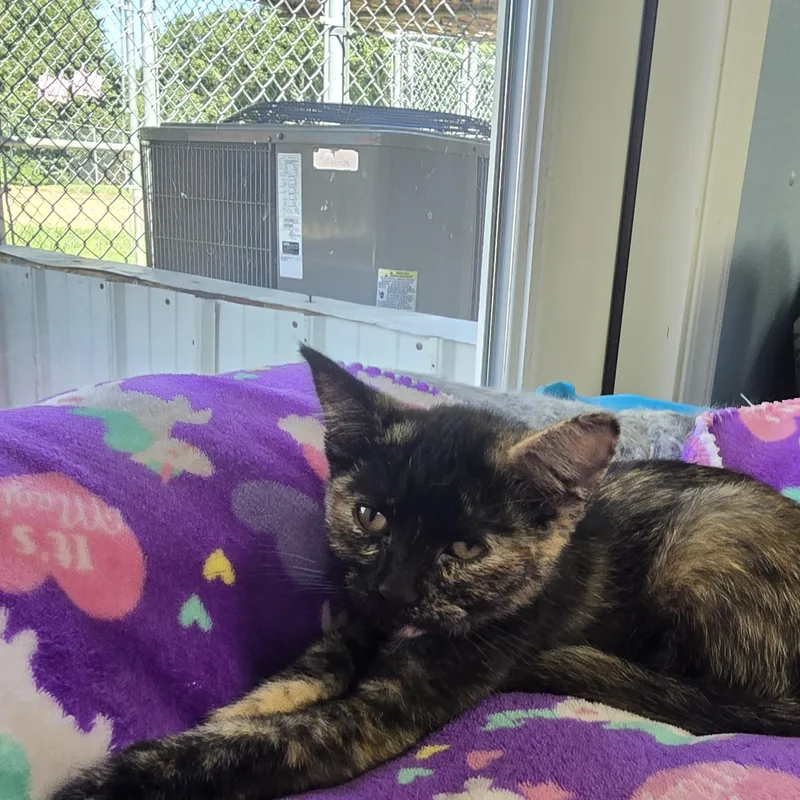 A baby medium-sized female Tortoiseshell Domestic Short Hair cat named Honey for adoption in Farmington, MO