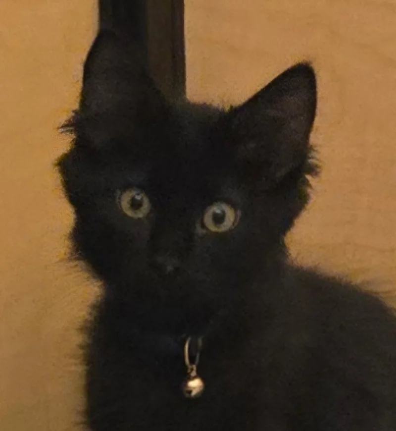 A baby small-sized male Domestic Short Hair cat named Wolfie for adoption in San Antonio, TX