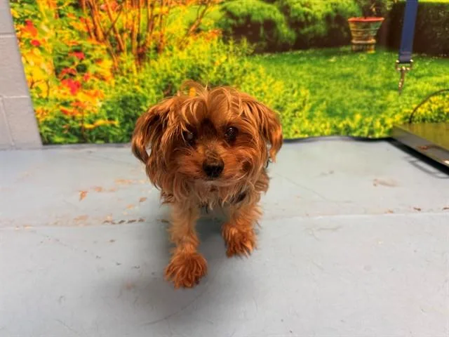 A senior small-sized male Yorkshire Terrier dog named A for adoption in Moreno Valley, CA