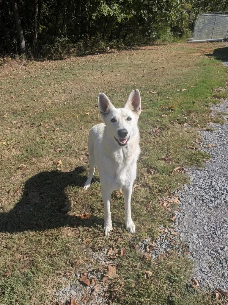 An adult large-sized female German Shepherd Dog dog named Bethany for adoption in Springfield, TN