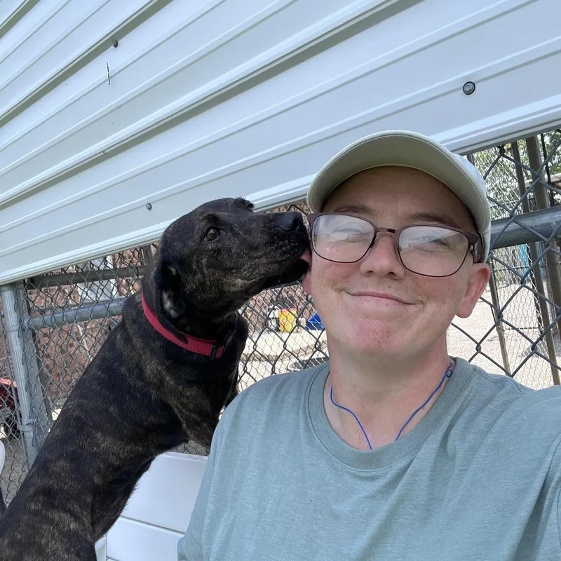 An adult medium-sized female Brindle Hound dog named Cappuccino for adoption in West Jefferson, OH
