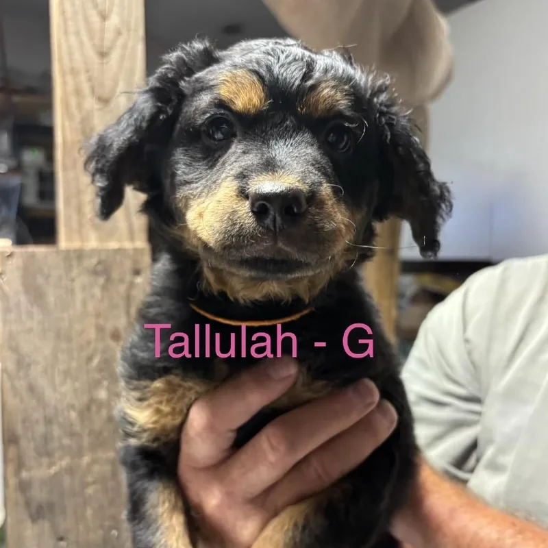 Talluhah thumbnail 6