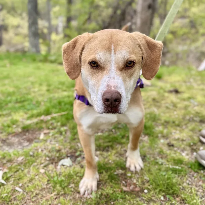 An adult medium-sized male Hound dog named Chance for adoption in East Hampton, NY