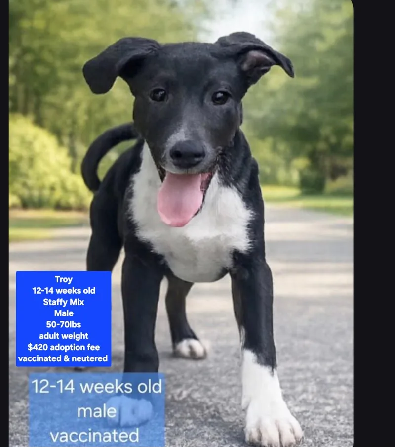 A baby large-sized male Staffordshire Bull Terrier dog named Troy for adoption in Oviedo, FL
