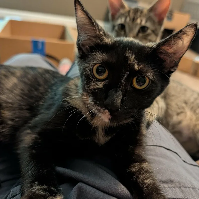 A baby medium-sized female Tortoiseshell cat named Rogue for adoption in Memphis, TN