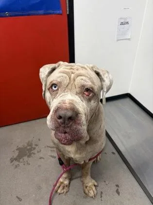 An adult extra large-sized male Neapolitan Mastiff dog named Camo for adoption in West Chester, PA