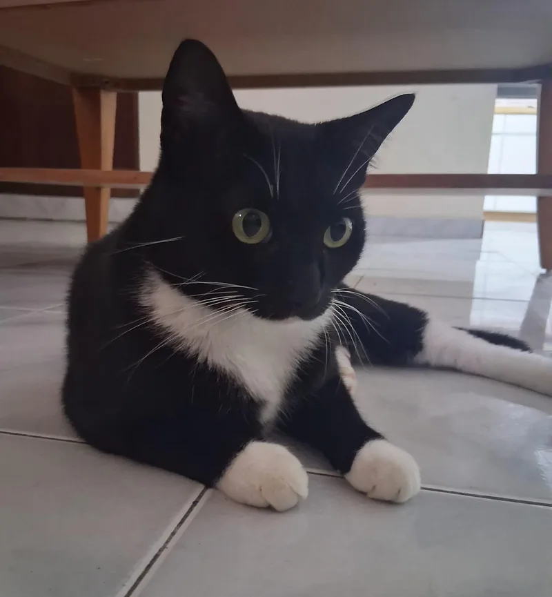 A young medium-sized female Domestic Short Hair cat named Zara for adoption in Franklin, MA