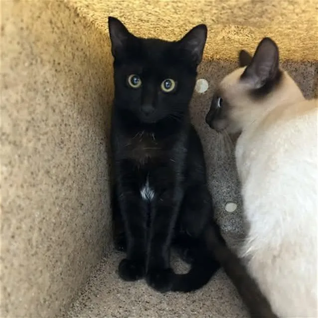 A baby small-sized female Black Domestic Short Hair cat named Deanna for adoption in Mooresville, NC