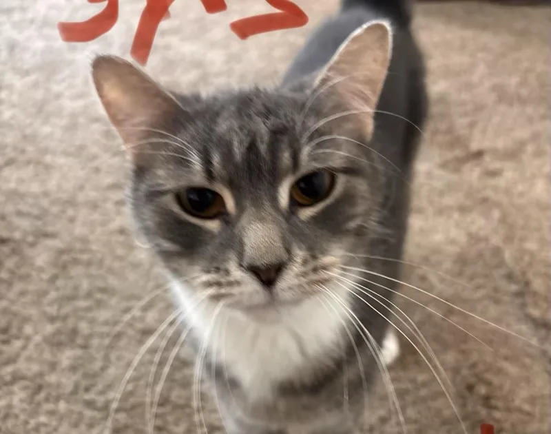 An adult large-sized male Domestic Short Hair cat named Ozzy for adoption in Havertown, PA