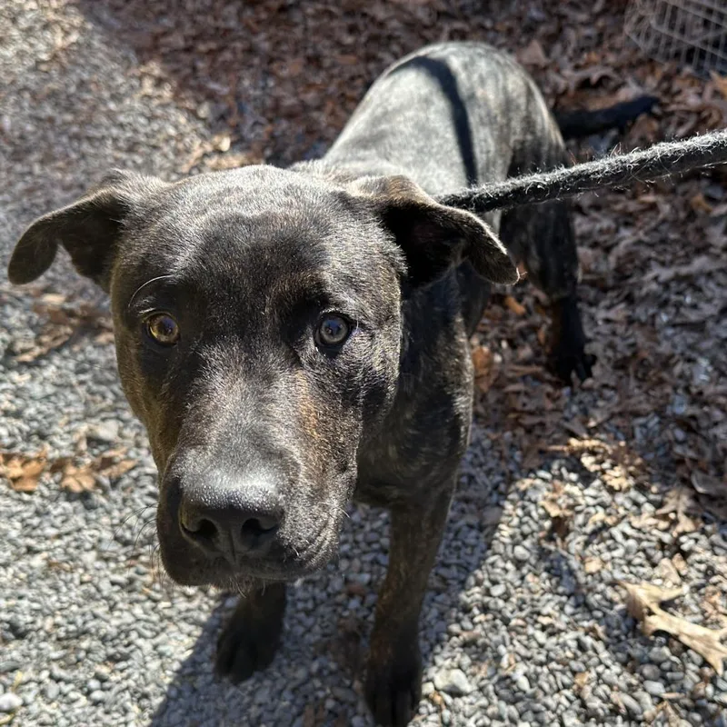 Pentious thumbnail 2