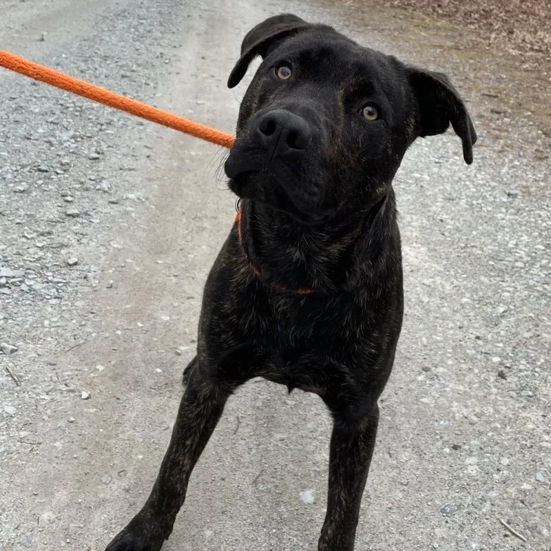 Pentious thumbnail 3