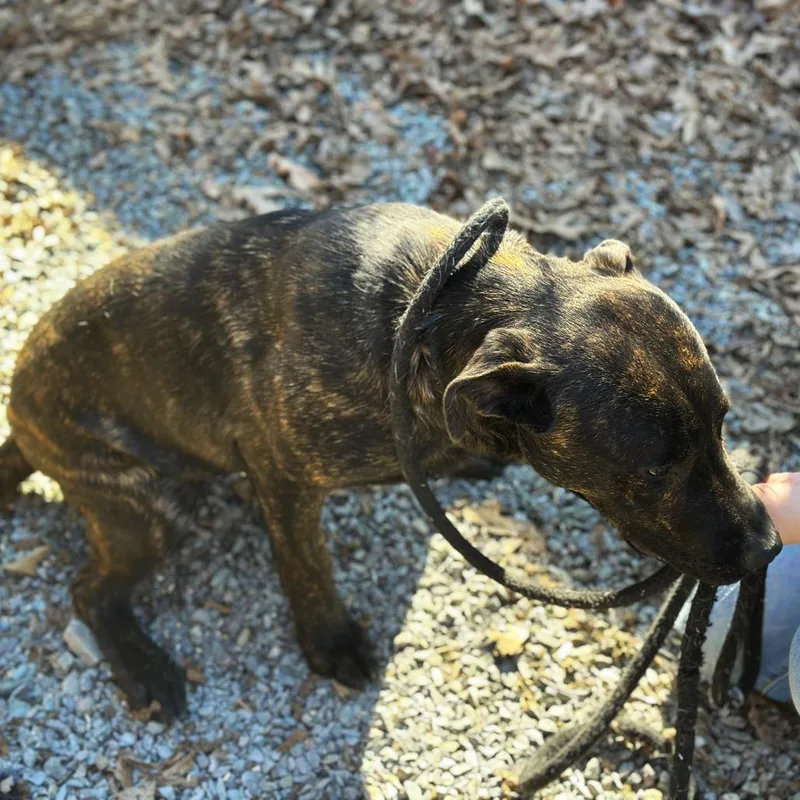 Pentious thumbnail 4