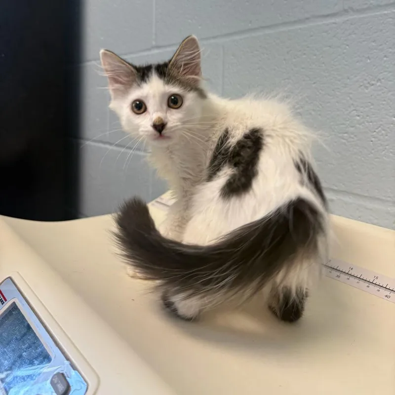 A baby small-sized male Gray / Blue / Silver Domestic Medium Hair cat named Wig in the Wind for adoption in Carencro, LA