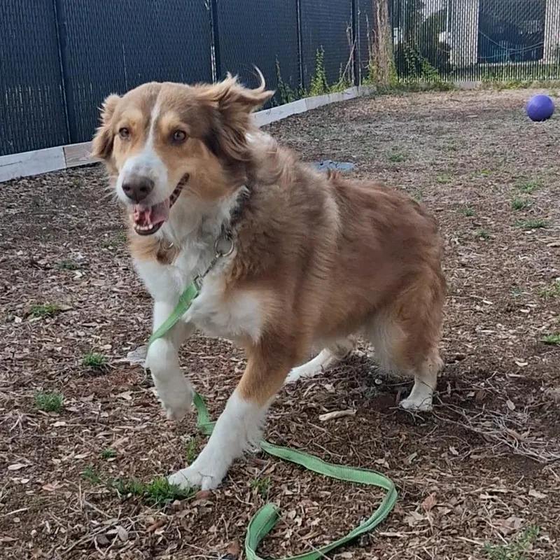 Daisy