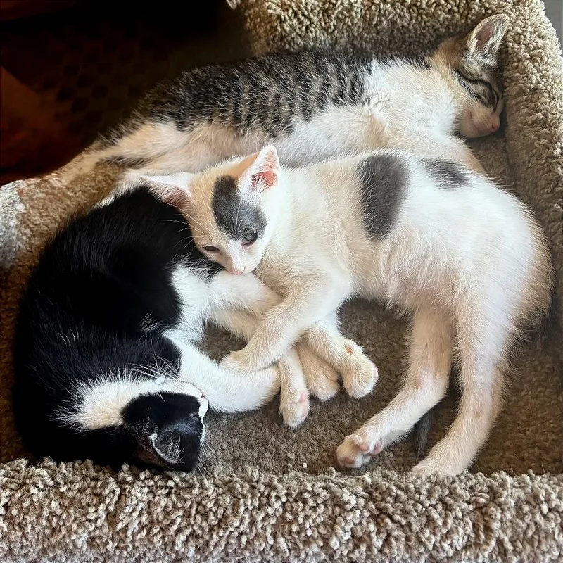 A baby small-sized male Brown / Chocolate Domestic Short Hair cat named A Larry for adoption in Pleasant Hill, CA