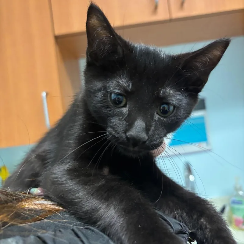A baby small-sized male Black Domestic Short Hair cat named Hither for adoption in Wilmington, DE