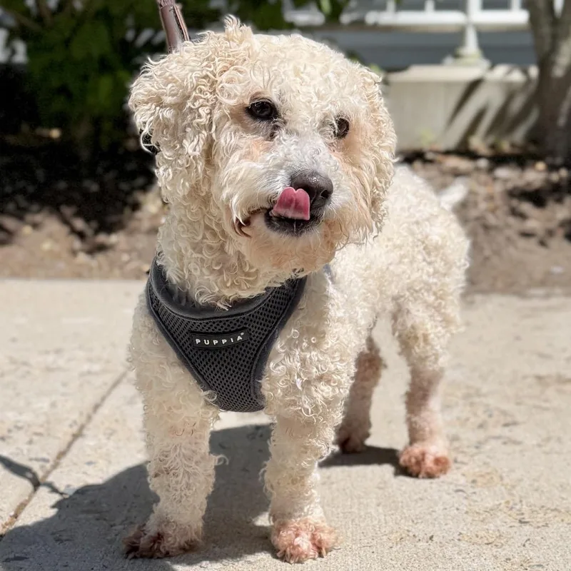 A senior small-sized female White / Cream Poodle dog named Bella Mae for adoption in East Hampton, NY