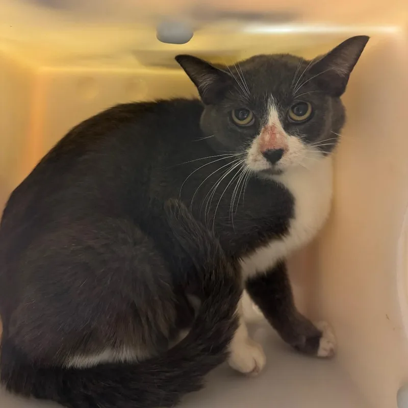 An adult medium-sized female Gray / Blue / Silver Domestic Short Hair cat named Brisa for adoption in Bristol, IN