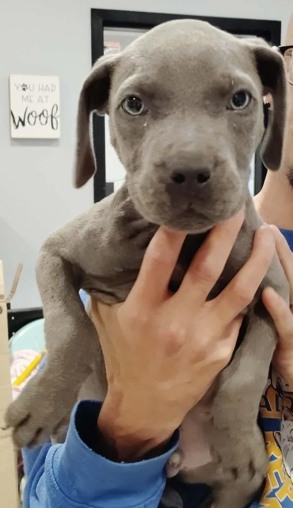 A baby medium-sized male Pit Bull Terrier dog named Flick for adoption in Republic, MO
