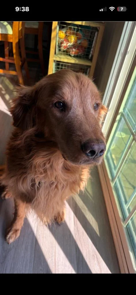 Cooper