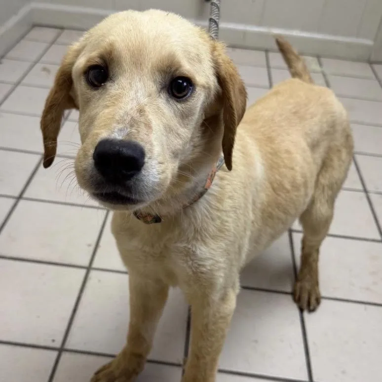 A young medium-sized male Yellow / Tan / Blond / Fawn Labrador Retriever dog named Arnold for adoption in Pasadena , MD
