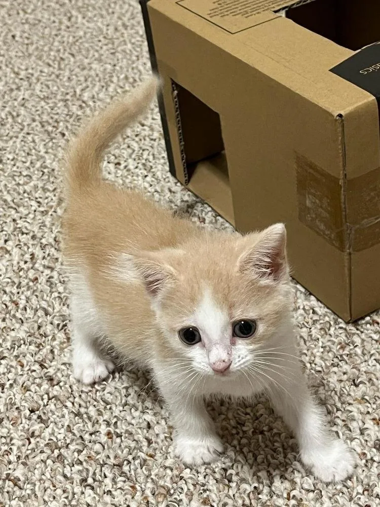 Pineapple thumbnail 2