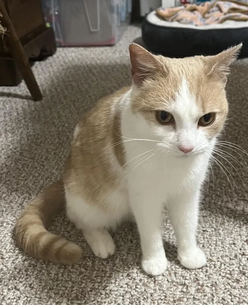 Pineapple thumbnail 3