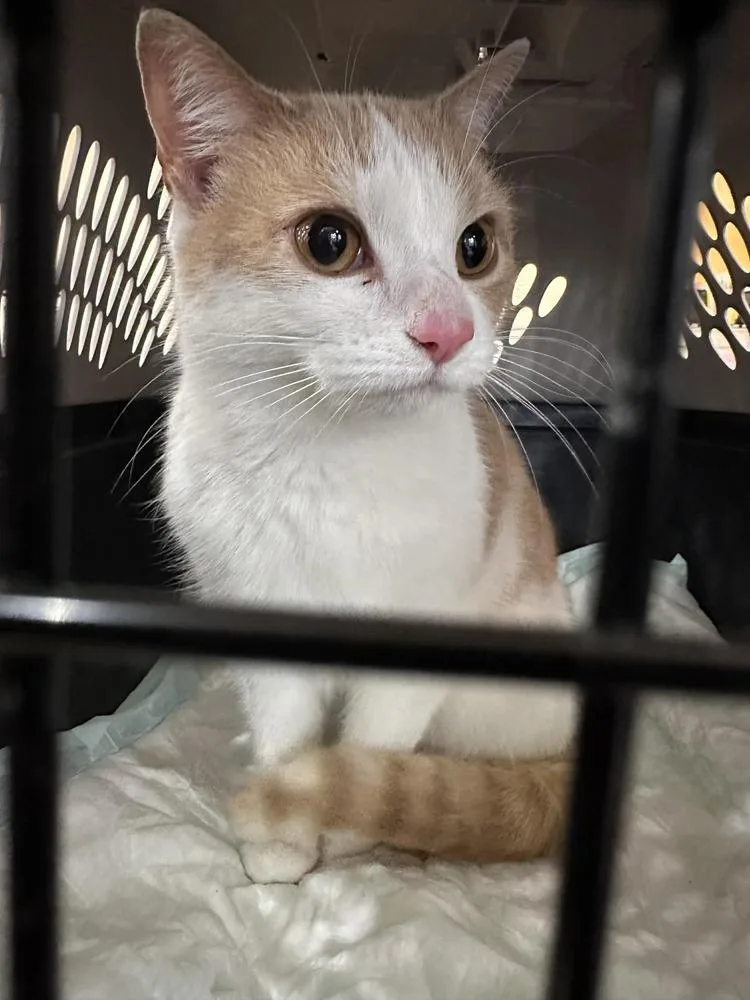 Pineapple thumbnail 4