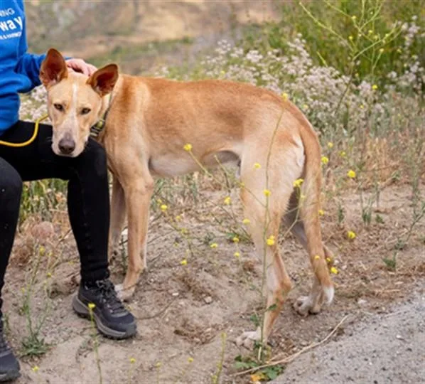 A young large-sized male Shepherd dog named Sunny for adoption in Bakersfield, CA