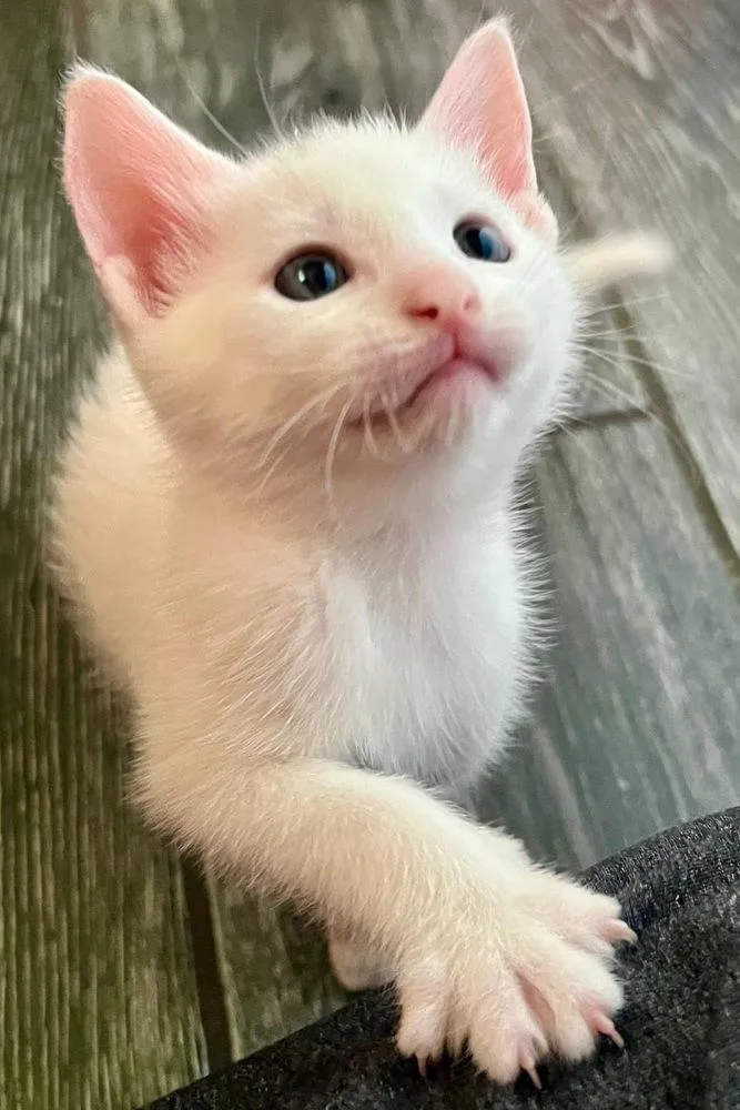 A baby small-sized female White Domestic Short Hair cat named Lumi for adoption in Telford, PA