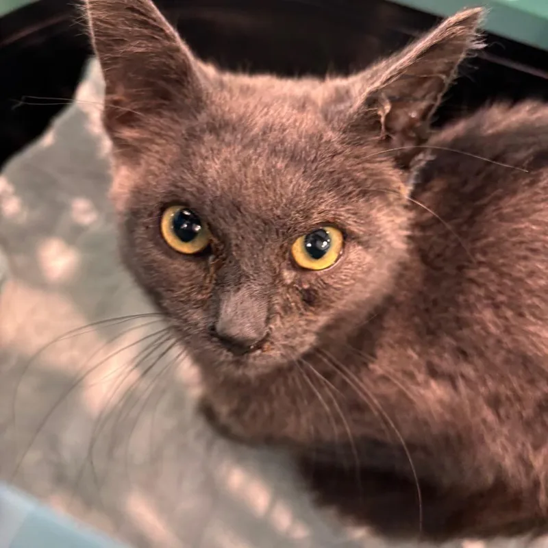 A baby small-sized male Domestic Short Hair cat named MeowNopoly for adoption in Allentown, PA