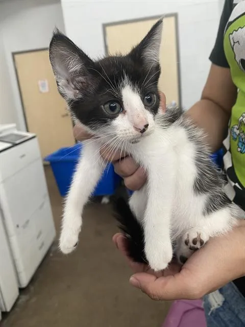 A baby medium-sized female Domestic Short Hair cat named Tie for adoption in Dallas, TX
