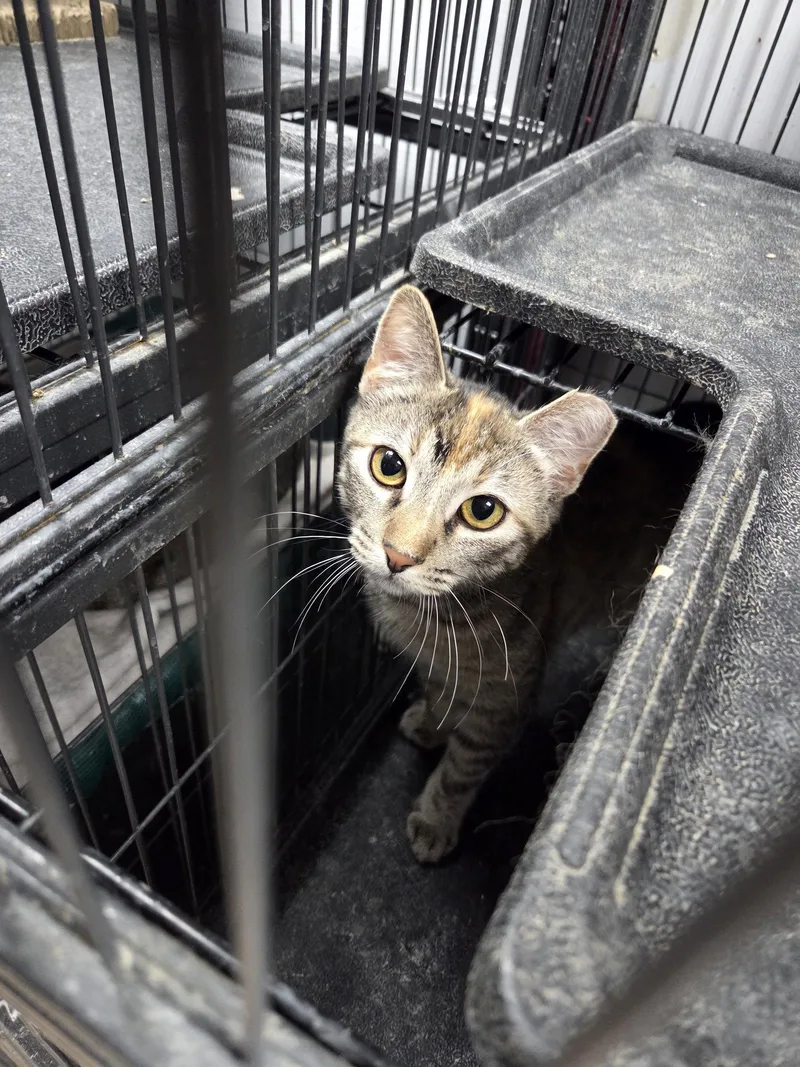 A young medium-sized female Domestic Short Hair cat named Selina for adoption in St. Ann, MO