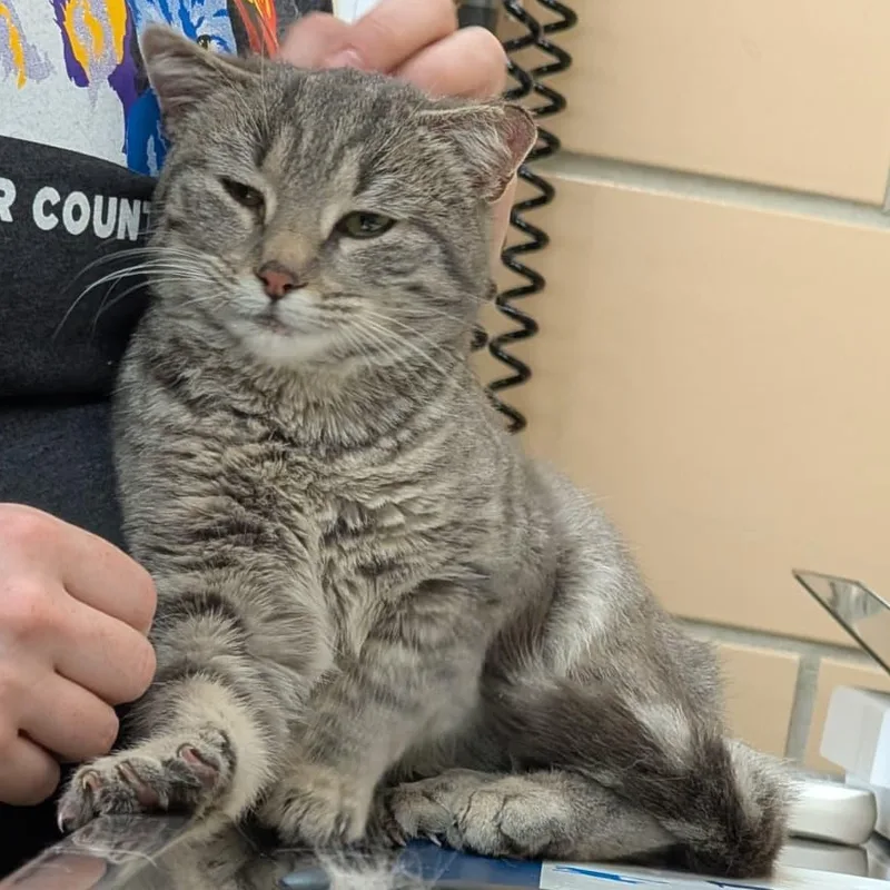 A young medium-sized female Gray / Blue / Silver Domestic Short Hair cat named Pansy for adoption in Renfrew, PA