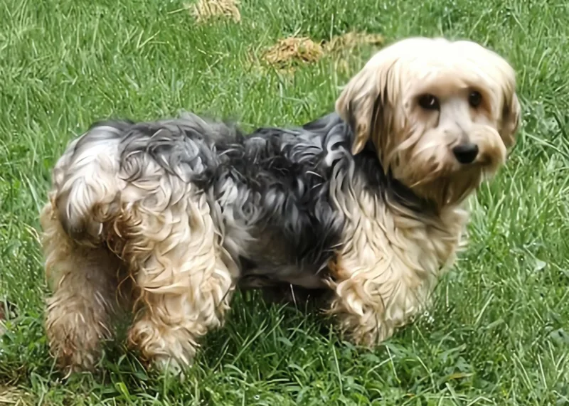 An adult small-sized female Yorkshire Terrier dog named Willow for adoption in Overland Park, KS