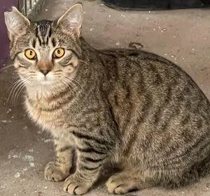 A young small-sized female Tabby cat named Shirley for adoption in Savannah, MO