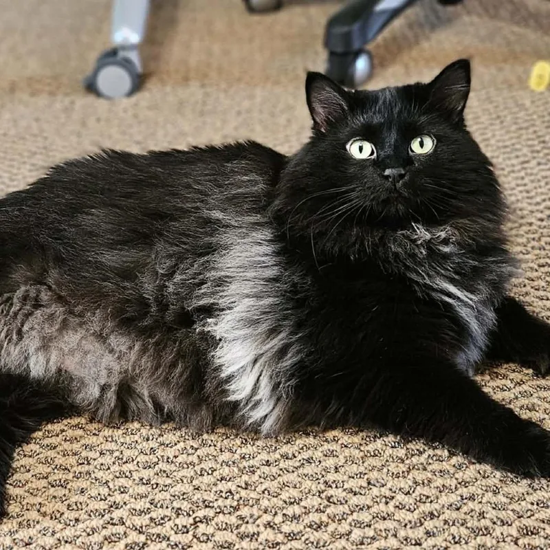 An adult extra large-sized female Black Domestic Long Hair cat named Betty Fc for adoption in Union, MO