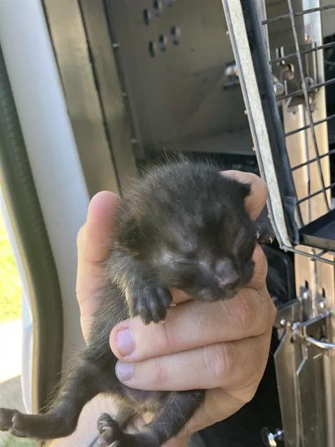 A baby medium-sized female Domestic Medium Hair cat named Sam for adoption in Dallas, TX
