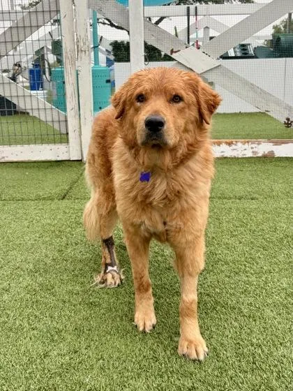 An adult large-sized male Golden Retriever dog named Ben for adoption in Fort Worth, TX