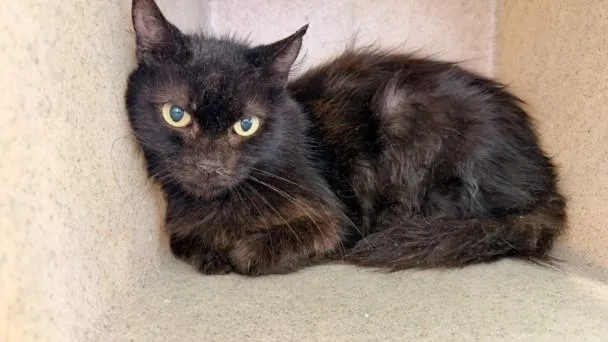 A young medium-sized female Domestic Long Hair cat named A for adoption in San Pedro, CA