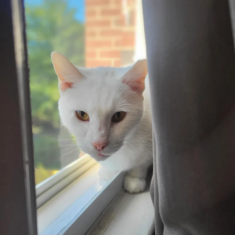 A senior medium-sized male White Domestic Short Hair cat named Odin for adoption in Lemoyne, PA