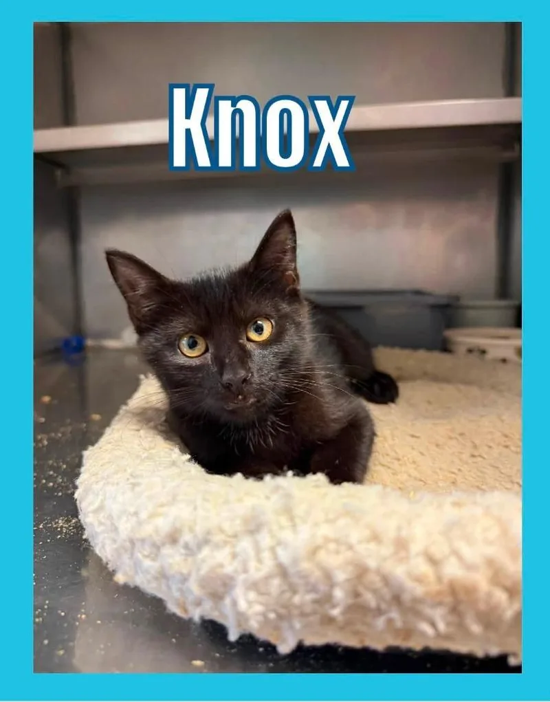 A baby small-sized male Domestic Short Hair cat named Knox for adoption in Bossier City, LA