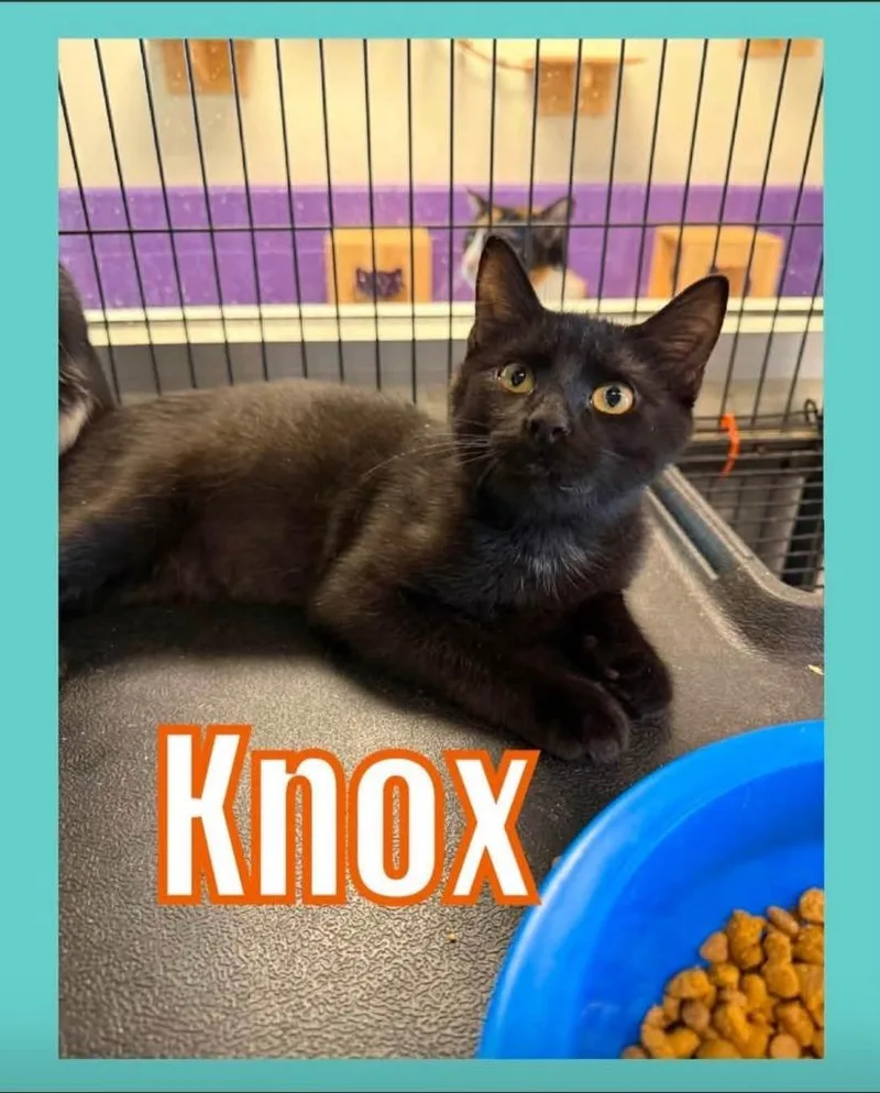 Knox thumbnail 2